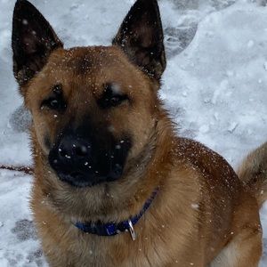 Meet your Posher, Ally